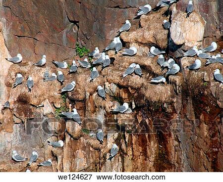 Black-legged Kittiwake (Rissa tridactyla), Barents Sea, Russia, Arctic. View Large Photo Image Stock Photo - Black-legged Kittiwake (Rissa tridactyla), Barents Sea, Russia, Arctic.. Fotosearch