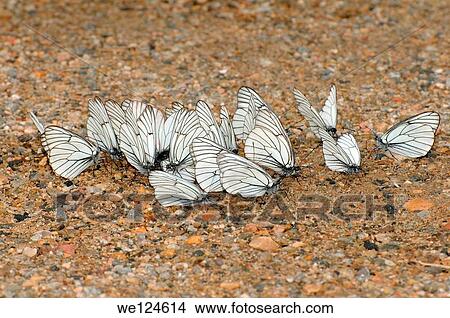 Picture - Black-veined White ( Aporia crataegi). Lake Baikal, Siberia, Russian Federation.. Fotosearch