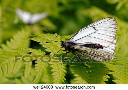 Stock Photo - Black-veined White ( Aporia crataegi). Lake Baikal, Siberia, Russian Federation.. Fotosearch