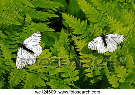 Black-veined White ( Aporia crataegi). Lake Baikal, Siberia, Russian Federation. View Large Photo Image Stock Photo - Black-veined White ( Aporia crataegi). Lake Baikal, Siberia, Russian Federation.. Fotosearch