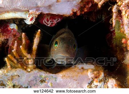 Blackspot ronquil (Bathymaster derjugini Lindberg). Japan sea, Far East, Primorsky Krai, Russian Federation. View Large Photo Image Stock Image - Blackspot ronquil (Bathymaster derjugini Lindberg). Japan sea, Far East, Primorsky Krai, Russian Federation.. Fotosearch
