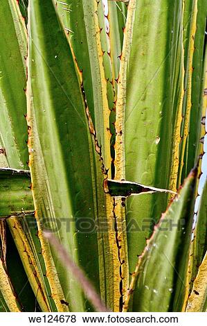 Bunch of green leaves. View Large Photo Image Stock Photo - Bunch of green leaves.. Fotosearch