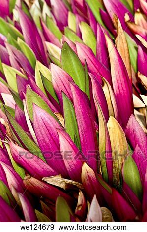 Bunch of pink flowers. View Large Photo Image Stock Photo - Bunch of pink flowers.. Fotosearch