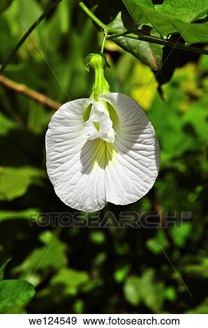 Butterfly Pea, Poona, Maharashtra, India. View Large Photo Image Stock Photo - Butterfly Pea, Poona, Maharashtra, India.. Fotosearch