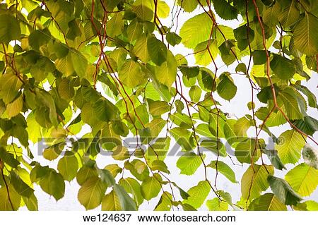 Stock Photo - Cascade of green leaves backlit forms an abstract natural pattern in green.. Fotosearch