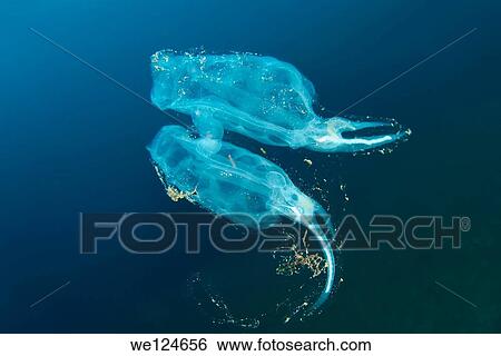 Stock Photograph - colony Baker`s cyclosalpa (cyclosalpa bakeri). Japan sea, Far East, Primorsky Krai, Russian Federation.. Fotosearch