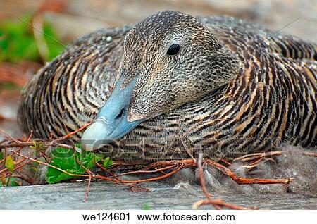 Common Eider (Somateria mollissima), Arctic coastline of Kola Peninsula, Russia, Barents Sea. View Large Photo Image Stock Image - Common Eider (Somateria mollissima), Arctic coastline of Kola Peninsula, Russia, Barents Sea.. Fotosearch