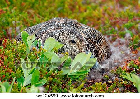 Stock Photo - Common Eider (Somateria mollissima), Arctic coastline of Kola Peninsula, Russia, Barents Sea.. Fotosearch