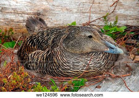 Common Eider (Somateria mollissima), Arctic coastline of Kola Peninsula, Russia, Barents Sea. View Large Photo Image Stock Photograph - Common Eider (Somateria mollissima), Arctic coastline of Kola Peninsula, Russia, Barents Sea.. Fotosearch