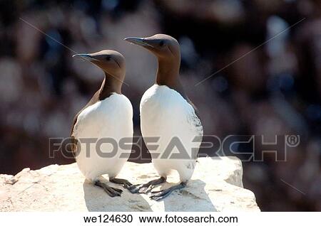 Common Murres or Common Guillemots (Uria aalge, Pontoppidan), Barents Sea, Russia, Arctic. View Large Photo Image Stock Image - Common Murres or Common Guillemots (Uria aalge, Pontoppidan), Barents Sea, Russia, Arctic.. Fotosearch