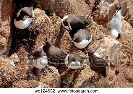 Common Murres or Common Guillemots (Uria aalge, Pontoppidan), Barents Sea, Russia, Arctic. View Large Photo Image Stock Image - Common Murres or Common Guillemots (Uria aalge, Pontoppidan), Barents Sea, Russia, Arctic.. Fotosearch