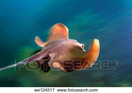 common stingray (Dasyatis pastinaca) Black Sea, Crimea, Ukraine, Eastern Europe. View Large Photo Image Stock Photo - common stingray (Dasyatis pastinaca) Black Sea, Crimea, Ukraine, Eastern Europe.. Fotosearch