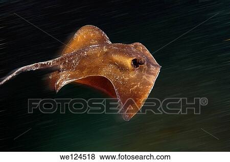 common stingray (Dasyatis pastinaca) Black Sea, Crimea, Ukraine, Eastern Europe. View Large Photo Image Stock Photo - common stingray (Dasyatis pastinaca) Black Sea, Crimea, Ukraine, Eastern Europe.. Fotosearch