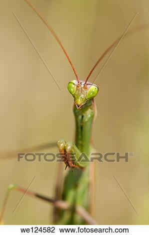 European mantis (Praying mantis, Mantis religiosa, Calcareous grassland, Haut-Rhin, France. View Large Photo Image Stock Image - European mantis (Praying mantis, Mantis religiosa, Calcareous grassland, Haut-Rhin, France.. Fotosearch