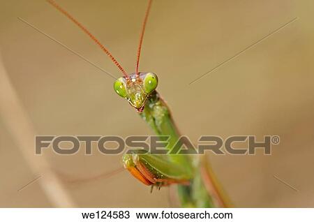 European mantis (Praying mantis, Mantis religiosa, Calcareous grassland, Haut-Rhin, France. View Large Photo Image Stock Image - European mantis (Praying mantis, Mantis religiosa, Calcareous grassland, Haut-Rhin, France.. Fotosearch