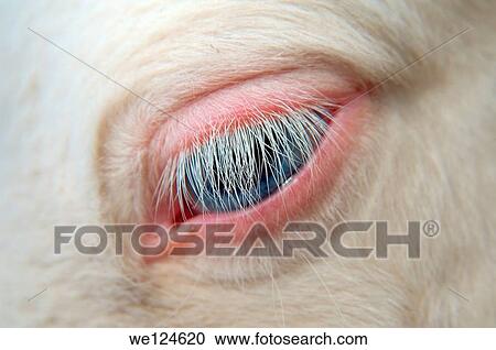 Eye of white pony foal, Odessa, Ukraine, Eastern Europe. View Large Photo Image Stock Image - Eye of white pony foal, Odessa, Ukraine, Eastern Europe.. Fotosearch
