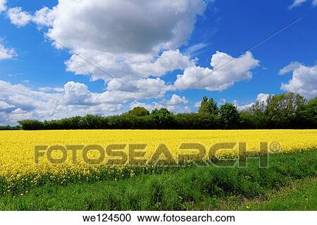 Field of full of rapeseed (Brassica napus) in Schleswig-Holstein. View Large Photo Image Stock Image - Field of full of rapeseed (Brassica napus) in Schleswig-Holstein.. Fotosearch
