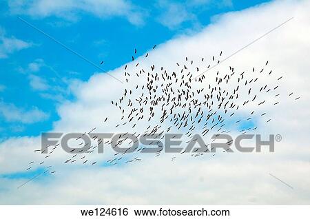 Flock of Great Cormorant (Phalacrocorax carbo), Yermakov island, Ukraine, Eastern Europe. View Large Photo Image Stock Photograph - Flock of Great Cormorant (Phalacrocorax carbo), Yermakov island, Ukraine, Eastern Europe.. Fotosearch