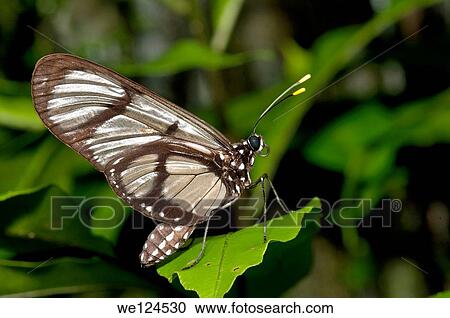 Giant Glasswing (Methona confusa), Brush-footed butterflies (Nymphalidae), Tambopata Nature Reserve, Madre de Dios region, Peru. View Large Photo Image Stock Image - Giant Glasswing (Methona confusa), Brush-footed butterflies (Nymphalidae), Tambopata Nature Reserve, Madre de Dios region, Peru.. Fotosearch