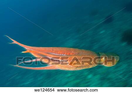 giant Pacific octopus or North Pacific giant octopus (Enteroctopus dofleini) Japan sea, Far East, Primorsky Krai, Russian Federation. View Large Photo Image Picture - giant Pacific octopus or North Pacific giant octopus (Enteroctopus dofleini) Japan sea, Far East, Primorsky Krai, Russian Federation.. Fotosearch