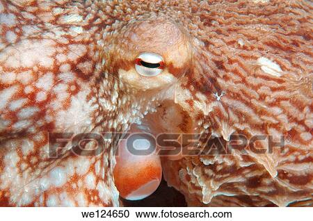 giant Pacific octopus or North Pacific giant octopus (Enteroctopus dofleini) Japan sea, Far East, Primorsky Krai, Russian Federation. View Large Photo Image Stock Image - giant Pacific octopus or North Pacific giant octopus (Enteroctopus dofleini) Japan sea, Far East, Primorsky Krai, Russian Federation.. Fotosearch