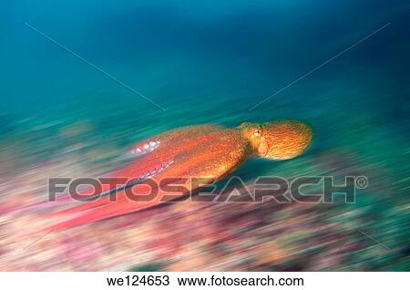 giant Pacific octopus or North Pacific giant octopus (Enteroctopus dofleini) Japan sea, Far East, Primorsky Krai, Russian Federation. View Large Photo Image Stock Image - giant Pacific octopus or North Pacific giant octopus (Enteroctopus dofleini) Japan sea, Far East, Primorsky Krai, Russian Federation.. Fotosearch