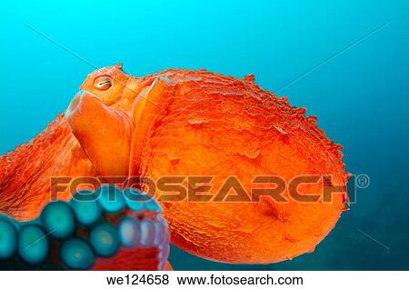 giant Pacific octopus or North Pacific giant octopus (Enteroctopus dofleini) Japan sea, Far East, Primorsky Krai, Russian Federation. View Large Photo Image Stock Photo - giant Pacific octopus or North Pacific giant octopus (Enteroctopus dofleini) Japan sea, Far East, Primorsky Krai, Russian Federation.. Fotosearch