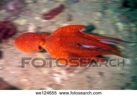 giant Pacific octopus or North Pacific giant octopus (Enteroctopus dofleini) Japan sea, Far East, Primorsky Krai, Russian Federation. View Large Photo Image Stock Photography - giant Pacific octopus or North Pacific giant octopus (Enteroctopus dofleini) Japan sea, Far East, Primorsky Krai, Russian Federation.. Fotosearch