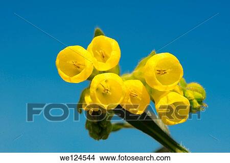 Golden-flowered Onosma (Onosma taurica) Crimea, Ukraine, Eastern Europe. View Large Photo Image Picture - Golden-flowered Onosma (Onosma taurica) Crimea, Ukraine, Eastern Europe.. Fotosearch