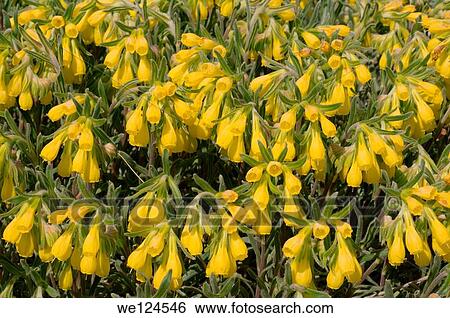 Stock Photograph - Golden-flowered Onosma (Onosma taurica) Crimea, Ukraine, Eastern Europe.. Fotosearch