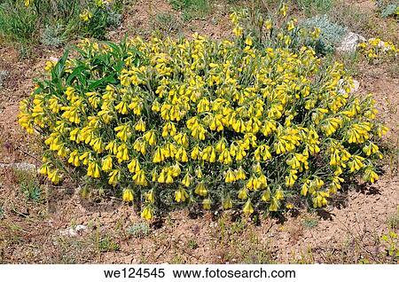 Golden-flowered Onosma (Onosma taurica) Crimea, Ukraine, Eastern Europe. View Large Photo Image Stock Photography - Golden-flowered Onosma (Onosma taurica) Crimea, Ukraine, Eastern Europe.. Fotosearch