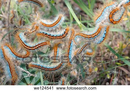 Stock Image - Ground Lackey (Malacosoma castrensis L. ) Crimea, Ukraine, Eastern Europe.. Fotosearch