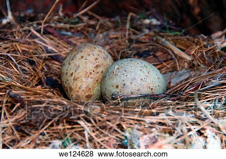 Gull's eggs, nest (Rissa tridactyla), at the Barents Sea, Russia, Arctic. View Large Photo Image Stock Photo - Gull's eggs, nest (Rissa tridactyla), at the Barents Sea, Russia, Arctic.. Fotosearch