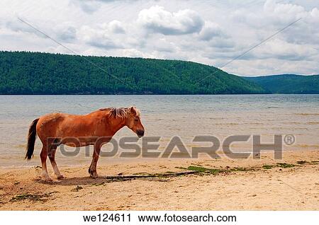 Stock Image - horse on the river bank Angara, Lake Baikal, Siberia, Russian Federation.. Fotosearch