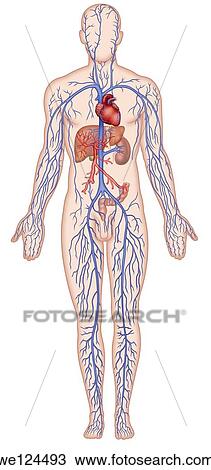 Human figure schematic illustration showing the major veins that run through the human body, this is called, human cardiovascular system View Large Photo Image Stock Image - Human figure schematic illustration showing the major veins that run through the human body, this is called, human cardiovascular system. Fotosearch