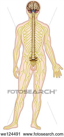 Human figure showing the nervous system includes the brain, spinal cord, nerve and branching verbral column View Large Photo Image Stock Image - Human figure showing the nervous system includes the brain, spinal cord, nerve and branching verbral column. Fotosearch