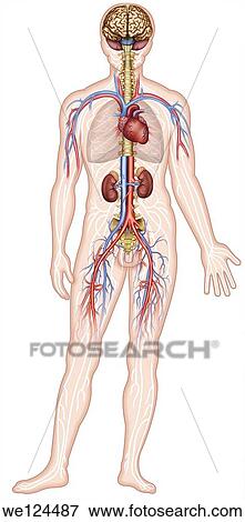 Illustration of a human figure shows some important organs of the human body, like the brain, cerevelo, heart, lungs, kidneys, spine and major veins and arteries of the human body View Large Photo Image Stock Photo - Illustration of a human figure shows some important organs of the human body, like the brain, cerevelo, heart, lungs, kidneys, spine and major veins and arteries of the human body. Fotosearch