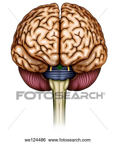 Stock Photograph - Illustration of brain front view he can see the brain stem, optic nerve, olfactory nerve, cerebellum and brain stem bridge. Fotosearch
