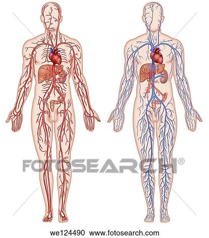 Illustration of two schematic human figure showing the main veins and arteries that run through the human body, this is called, blood and cardiovascular system. View Large Photo Image Stock Image - Illustration of two schematic human figure showing the main veins and arteries that run through the human body, this is called, blood and cardiovascular system.. Fotosearch
