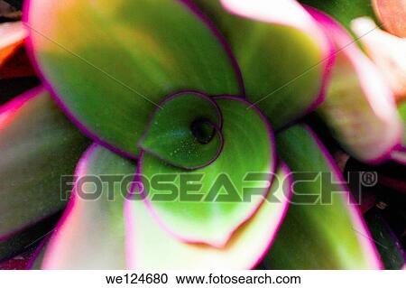 Inside of a flower. View Large Photo Image Stock Image - Inside of a flower.. Fotosearch