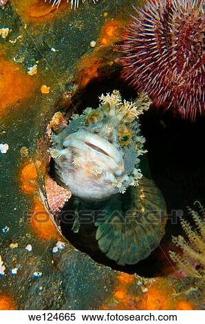 Japanese warbonnet or fringed blenny (Chirolophis japonicus). Japan sea, Far East, Primorsky Krai, Russian Federation. View Large Photo Image Stock Photography - Japanese warbonnet or fringed blenny (Chirolophis japonicus). Japan sea, Far East, Primorsky Krai, Russian Federation.. Fotosearch