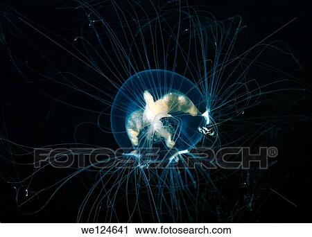 Jellyfish Nemopsis dofleini (Nemopsis dofleini Maas). Japan sea, Far East, Primorsky Krai, Russian Federation. View Large Photo Image Stock Image - Jellyfish Nemopsis dofleini (Nemopsis dofleini Maas). Japan sea, Far East, Primorsky Krai, Russian Federation.. Fotosearch