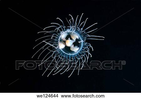 Jellyfish Poisonous gonionemus (gonionemus vertens), Japan sea, Far East, Primorsky Krai, Russian Federation. View Large Photo Image Picture - Jellyfish Poisonous gonionemus (gonionemus vertens), Japan sea, Far East, Primorsky Krai, Russian Federation.. Fotosearch