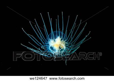 Jellyfish Poisonous gonionemus (gonionemus vertens), Japan sea, Far East, Primorsky Krai, Russian Federation. View Large Photo Image Stock Photo - Jellyfish Poisonous gonionemus (gonionemus vertens), Japan sea, Far East, Primorsky Krai, Russian Federation.. Fotosearch