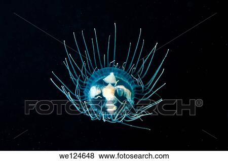 Jellyfish Poisonous gonionemus (gonionemus vertens), Japan sea, Far East, Primorsky Krai, Russian Federation. View Large Photo Image Stock Photo - Jellyfish Poisonous gonionemus (gonionemus vertens), Japan sea, Far East, Primorsky Krai, Russian Federation.. Fotosearch