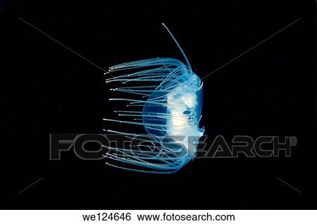 Jellyfish Poisonous gonionemus (gonionemus vertens), Japan sea, Far East, Primorsky Krai, Russian Federation. View Large Photo Image Stock Photograph - Jellyfish Poisonous gonionemus (gonionemus vertens), Japan sea, Far East, Primorsky Krai, Russian Federation.. Fotosearch