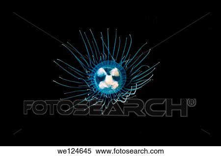 Jellyfish Poisonous gonionemus (gonionemus vertens), Japan sea, Far East, Primorsky Krai, Russian Federation. View Large Photo Image Stock Photography - Jellyfish Poisonous gonionemus (gonionemus vertens), Japan sea, Far East, Primorsky Krai, Russian Federation.. Fotosearch