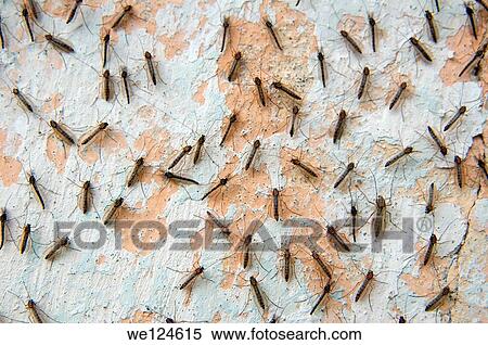 Mass of mosquitoes on a white wall, Zmiinyi Island, Snake Island, Black Sea, Odessa, Ukraine, Eastern Europ. View Large Photo Image Stock Photography - Mass of mosquitoes on a white wall, Zmiinyi Island, Snake Island, Black Sea, Odessa, Ukraine, Eastern Europ.. Fotosearch