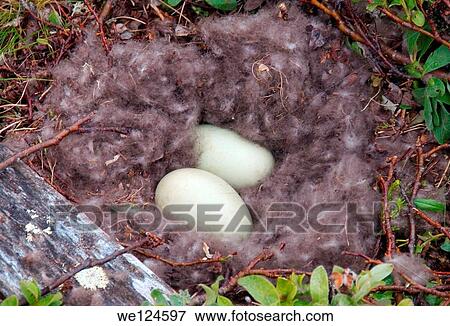 Nest with eggs of the Common Eider (Somateria mollissima), Kola Peninsula, Barents Sea, RussiaNest with eggs of the Common Eider (Somateria mollissima), Kola Peninsula, Barents Sea, Russia. View Large Photo Image Stock Photo - Nest with eggs of the Common Eider (Somateria mollissima), Kola Peninsula, Barents Sea, RussiaNest with eggs of the Common Eider (Somateria mollissima), Kola Peninsula, Barents Sea, Russia.. Fotosearch