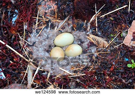 Stock Photo - Nest with eggs of the Common Eider (Somateria mollissima), Kola Peninsula, Barents Sea, RussiaNest with eggs of the Common Eider (Somateria mollissima), Kola Peninsula, Barents Sea, Russia.. Fotosearch